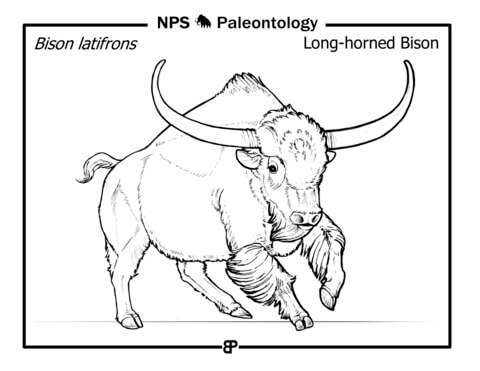 Prehistoric Long Horned Bison (Bison Latifrons) Coloring Page